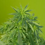 ЛСД и его влияние на психику и сознание человека img-1994.jpg