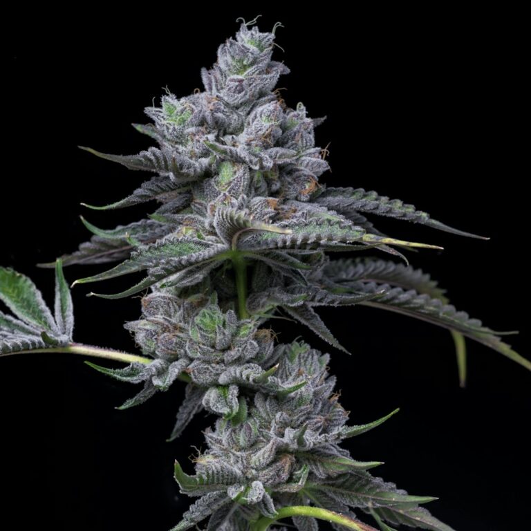 Феминизированные семена конопли сорта Over Dawg для медицинских целей