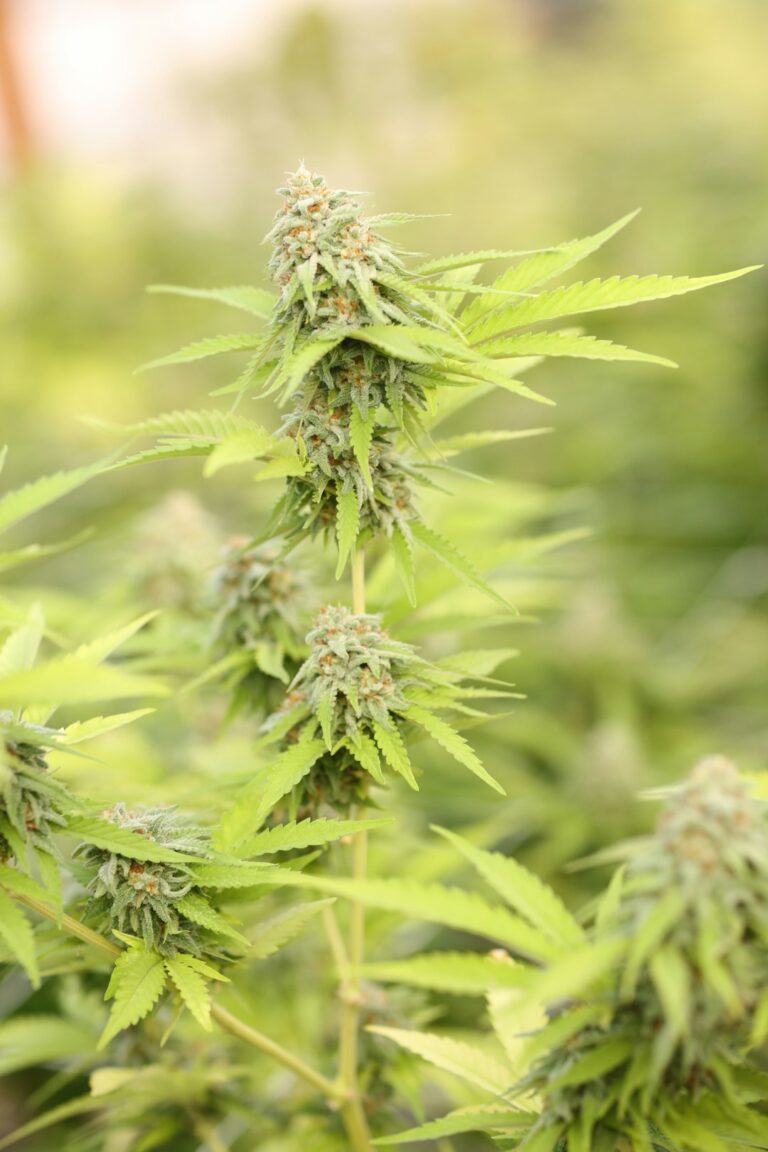 Купить семена конопли в Челябинске