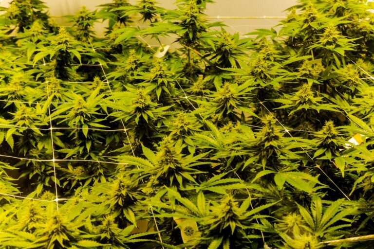 Наркоситуация в Мариуполе