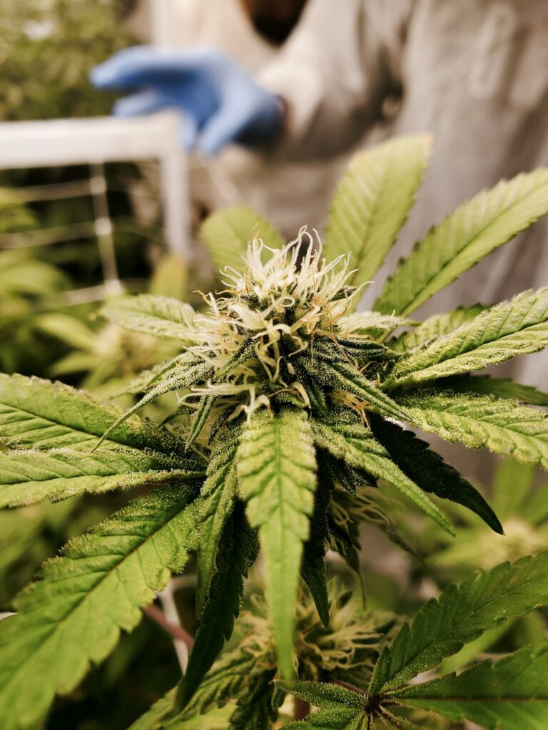 Гашиш в Хургаде: информация и риски