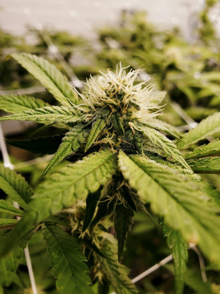 Сорт марихуаны Белая Вдова и его преимущества