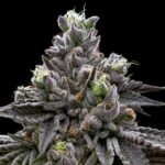 Сорт конопли Auto Dark Devil feminised от Ganja Seeds img-2193.jpg