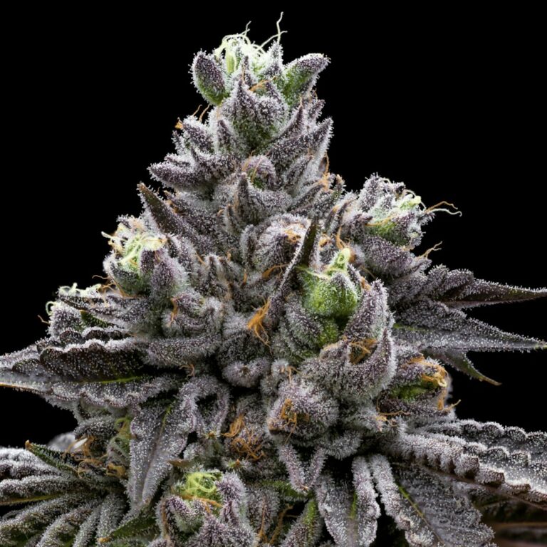 Сорт конопли Auto Dark Devil feminised от Ganja Seeds