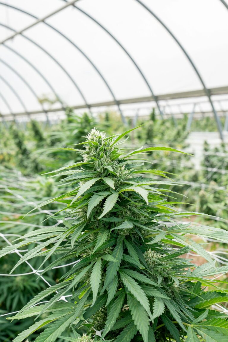 Купить марихуану в Волгограде