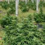 Урбеч из Семян Конопли Полезные Свойства и Применение img-2225.jpg