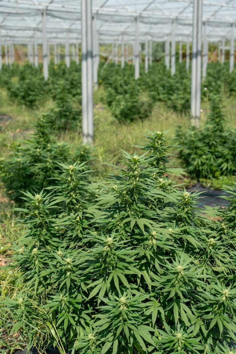 Урбеч из Семян Конопли Полезные Свойства и Применение