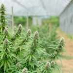 Покупка семян марихуаны онлайн с доставкой почтой по России img-2226.jpg