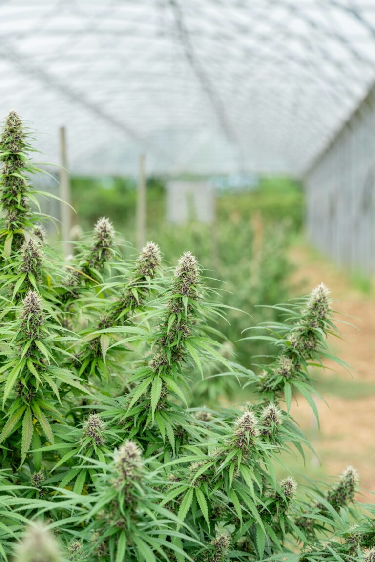 Покупка семян марихуаны онлайн с доставкой почтой по России