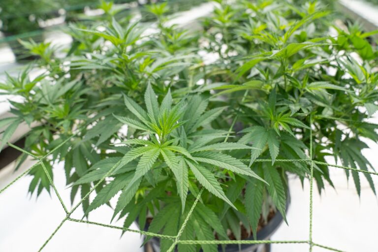 Гашиш в Египте и его правовые аспекты