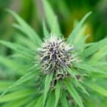 Купить спайс в Туле img-2232.jpg