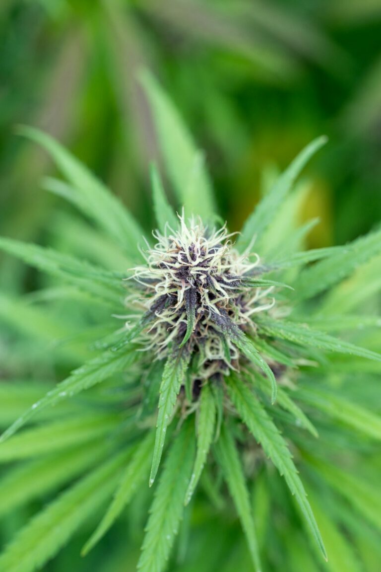 Купить спайс в Туле