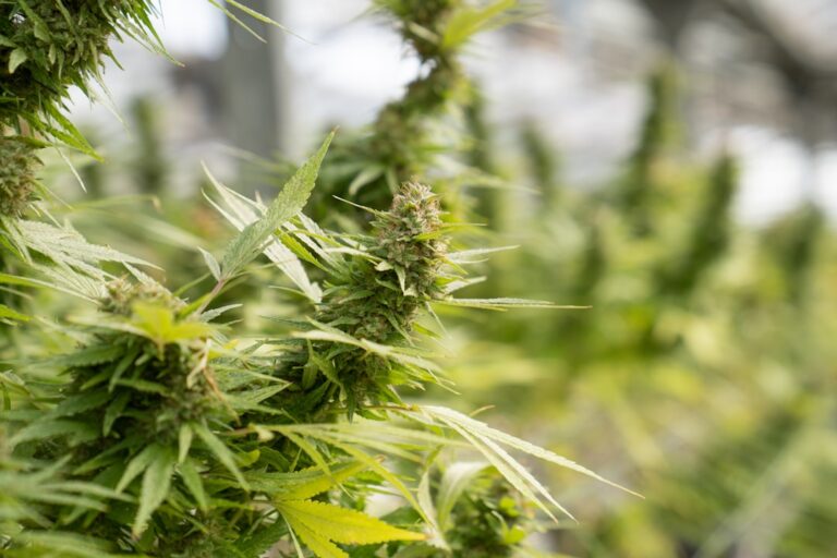 Семена конопли особенности выбора и стоимость