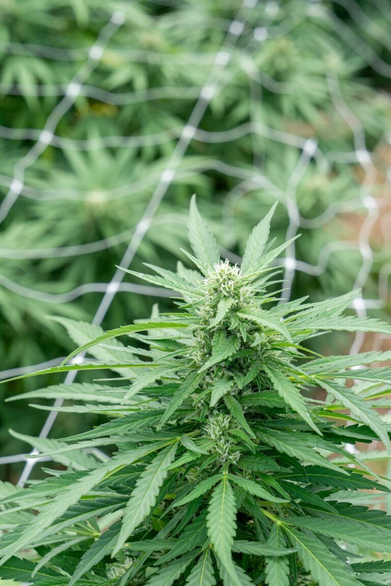 Спайс и его свойства