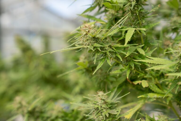 Семена конопли в Москве свойства и применение