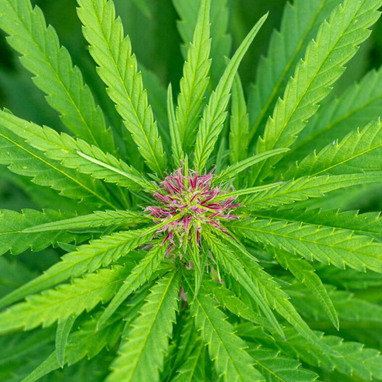 Польза и использование семян конопли в питании