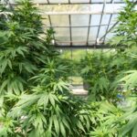 Топ 10 семян конопли img-2286.jpg