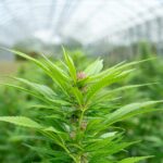 Кракен даркнет маркет и его роль в даркнете img-2313.jpg