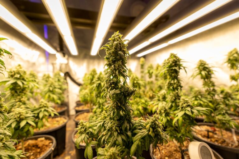 Спайс и его опасность для здоровья и общества