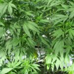 Проблема наркозависимости соли в Красноярске img-2320.jpg