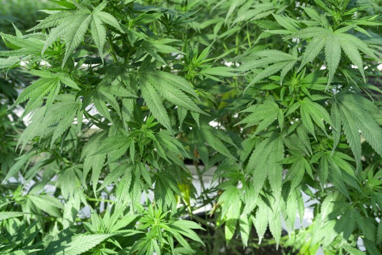 Проблема наркозависимости соли в Красноярске