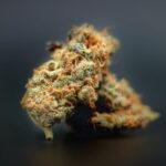 Выращивание конопли и уход за ростками img-2343.jpg