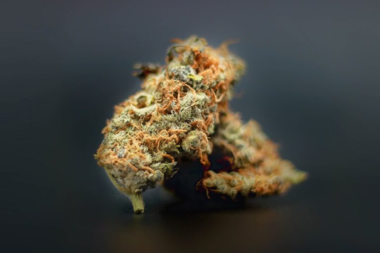 Выращивание конопли и уход за ростками