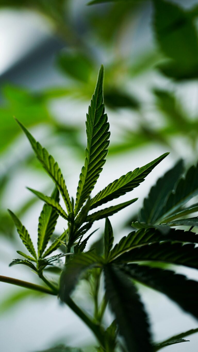 Наказание за продажу марихуаны в России