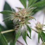 Как Глубоко Сажать Семена Марихуаны Подробное Руководство img-2377.jpg