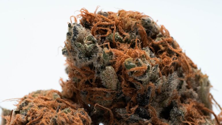 Преимущества покупки семян марихуаны в банках и их разнообразие