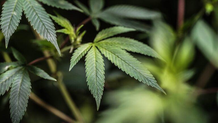 Наркотики во Владивостоке