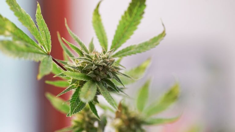 Купить марихуану в Нижнем Новгороде