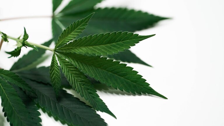 Выращивание конопли из семян и ее применение