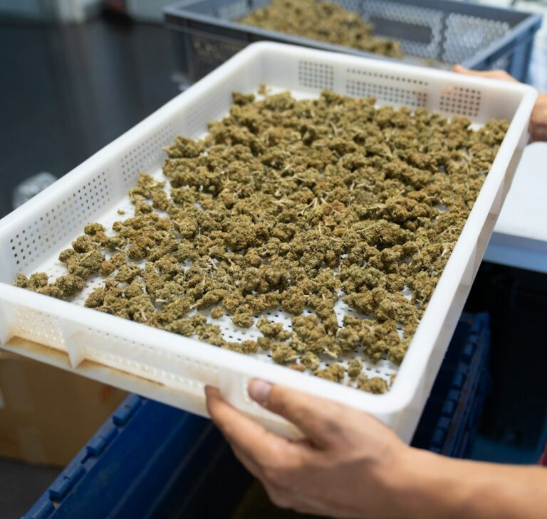 Сорт конопли Auto Purple Ryder от Ganja Seeds