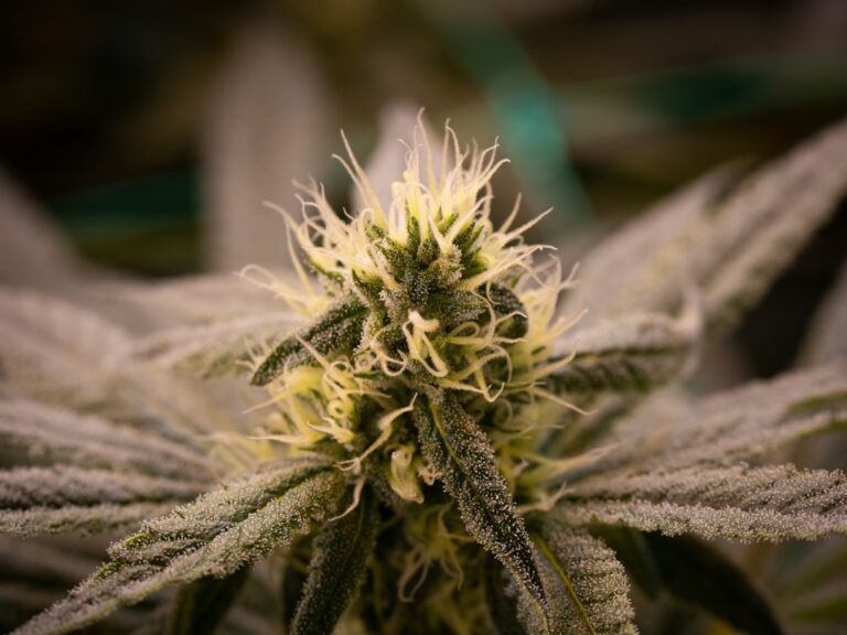 Купить гашиш через интернет и закладки