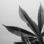 Аналоги героина и их влияние на организм img-2552.jpg