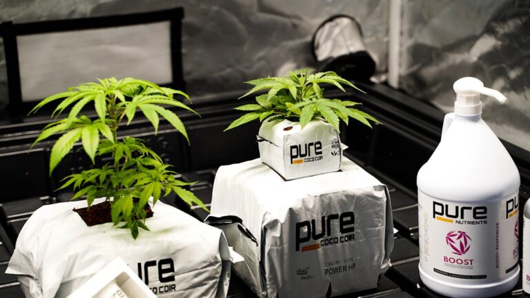 Иммунохром морфин экспресс тест для определения наличия морфина в моче