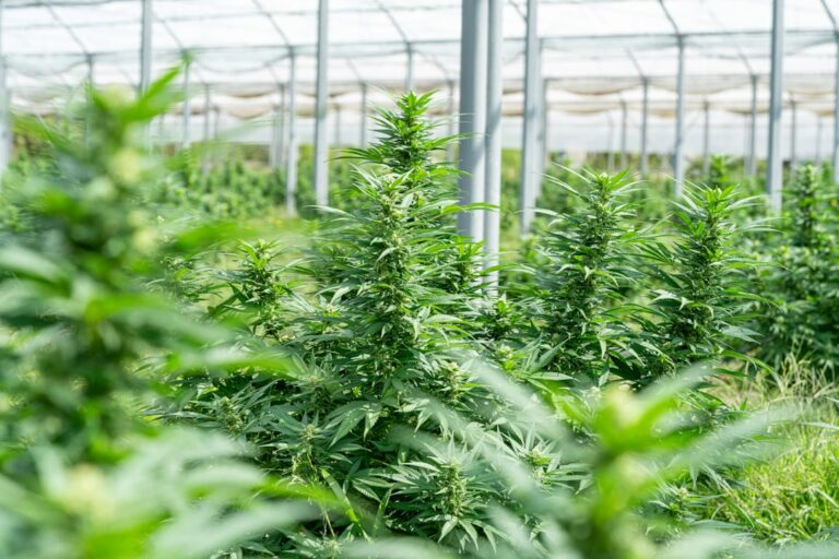 Семена конопли в Екатеринбурге свойства и приобретение