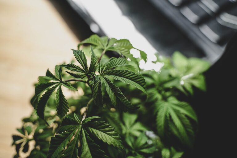 Освещение для выращивания конопли