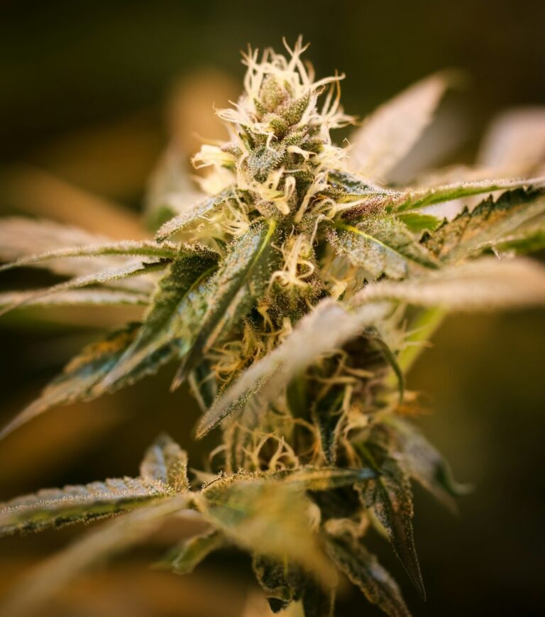 Купить гашиш в СПб