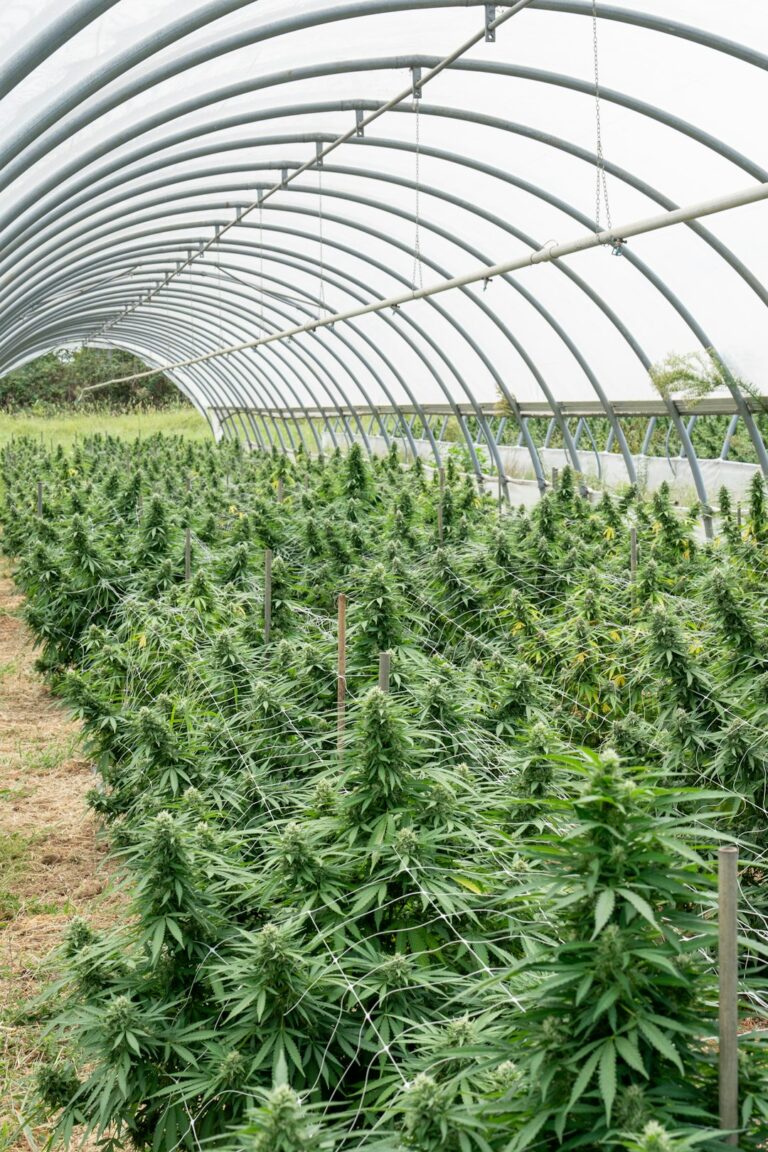 Покупка семян конопли свойства и особенности приобретения