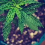 Конопляный жмых как кормовая добавка для животных img-2681.jpg