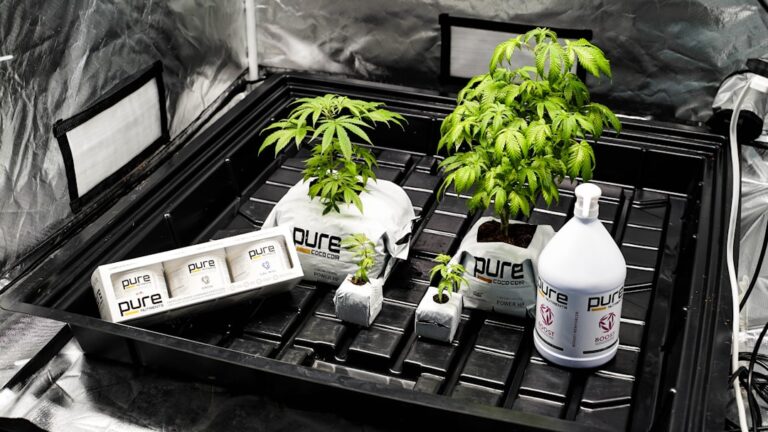 Приобретение гашиша в Москве основные аспекты и меры безопасности