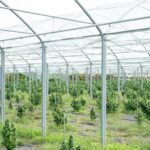 Выращивание конопли из семян основные этапы и условия проращивания img-2699.jpg