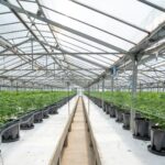 Спайсы и их влияние на здоровье img-2700.jpg