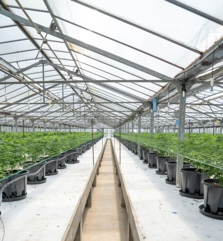 Спайсы и их влияние на здоровье