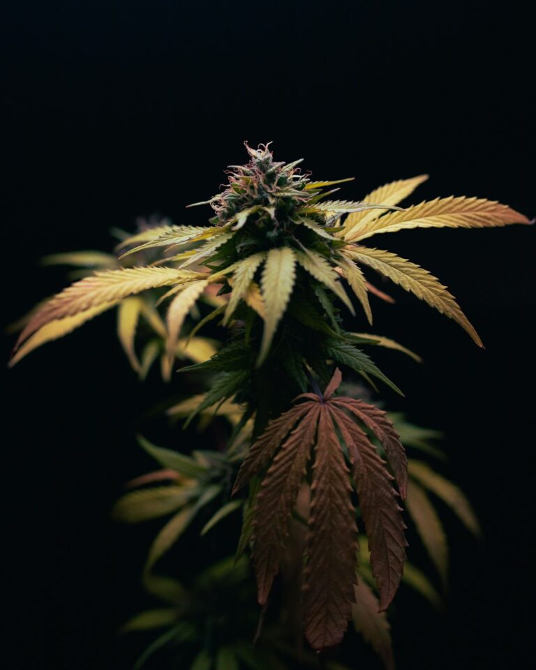 Героин и его приобретение