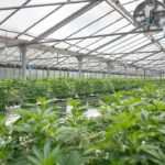 Конопляный жмых как кормовая добавка для животных img-2720.jpg