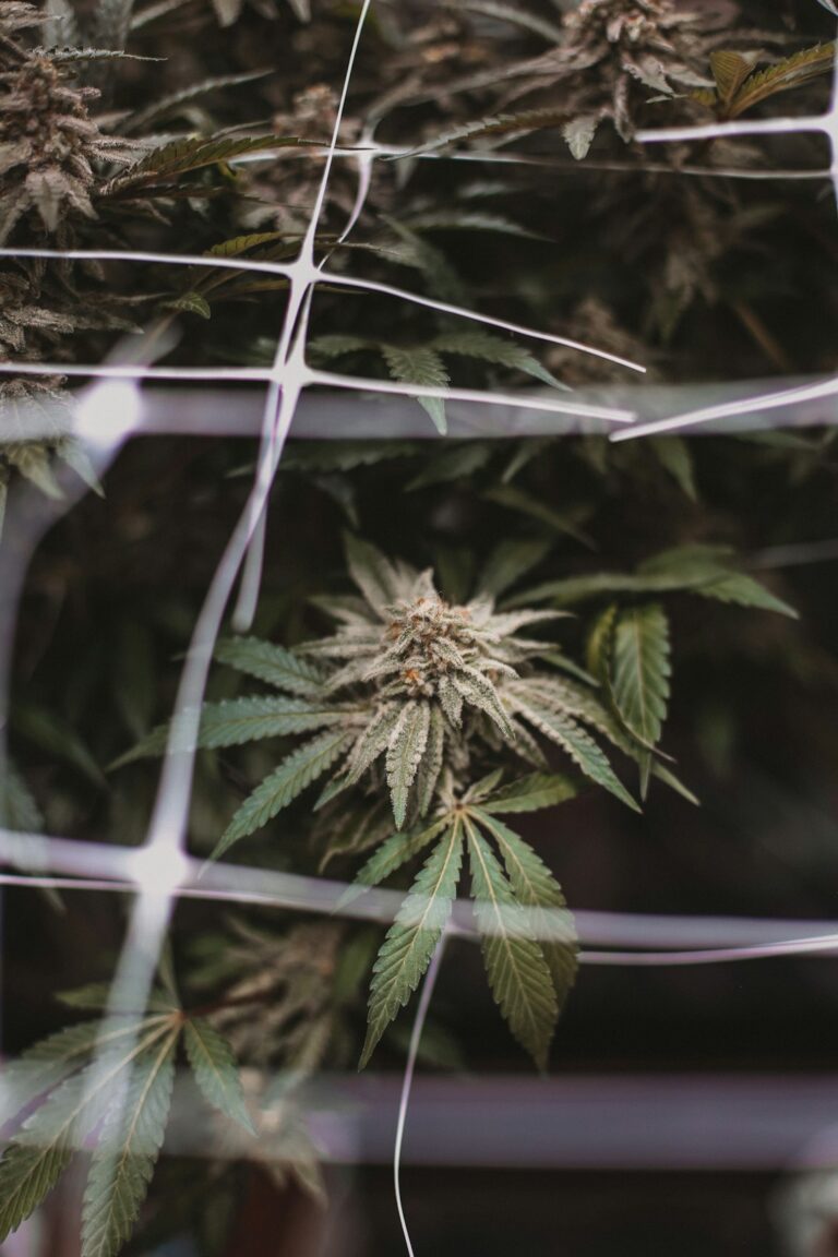 Уход за семенами марихуаны: Основы