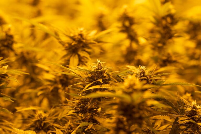 Срок Прорастания Семян Конопли: Основные Факторы и Условия